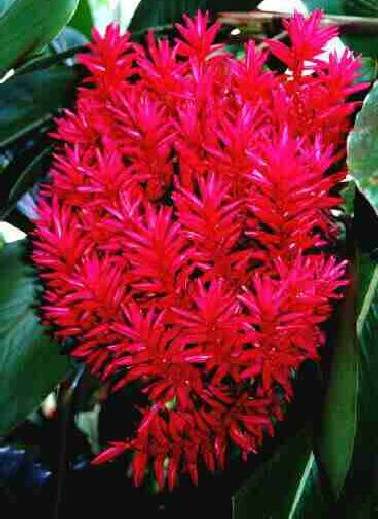 Jacobinia
